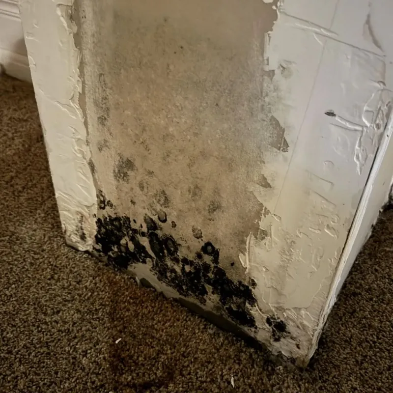 Professional Mold Removal in Exeter, RI